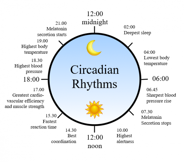 1462983035_circadian rhythm clock